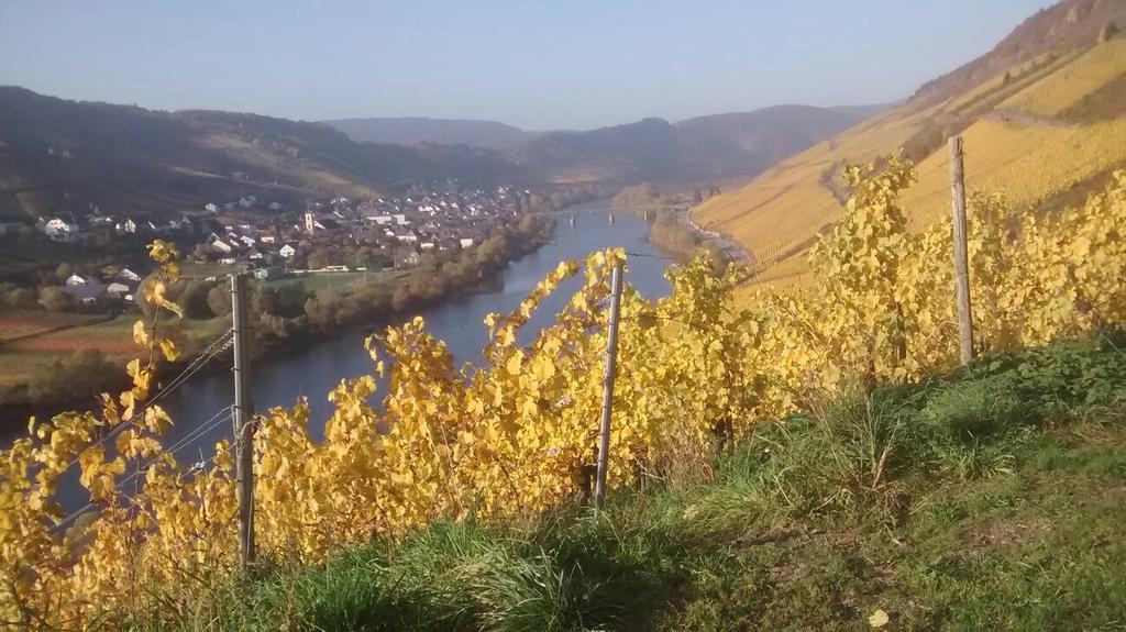 Appartement Weingut Matthias Dauns à Reil Extérieur photo