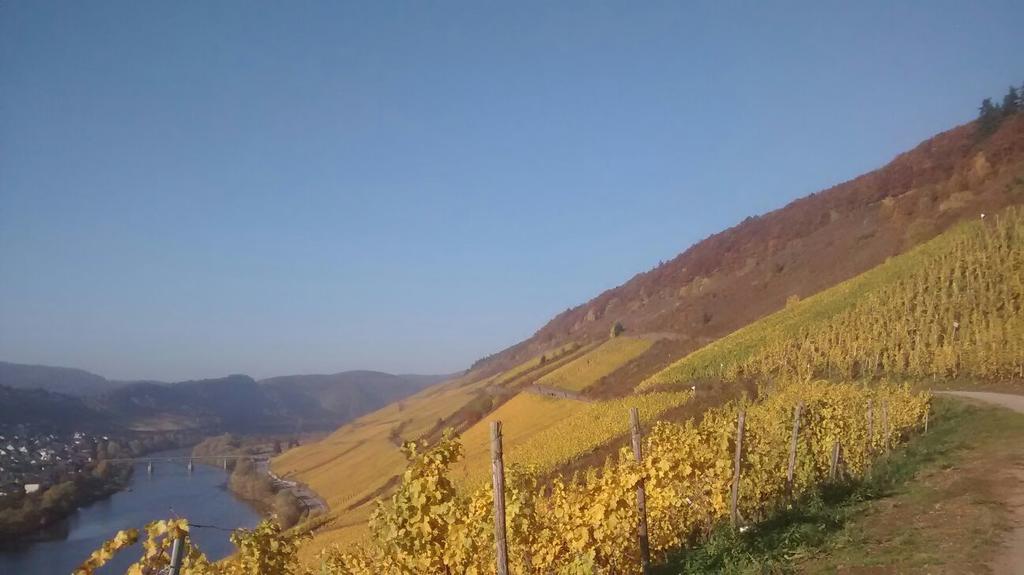 Appartement Weingut Matthias Dauns à Reil Extérieur photo